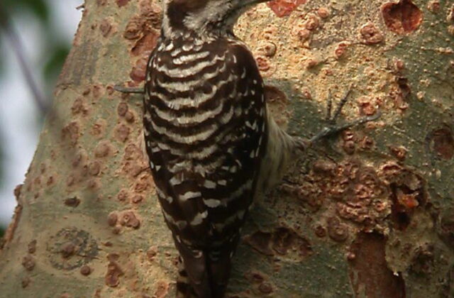 Philippine Pygmy Woodpecker