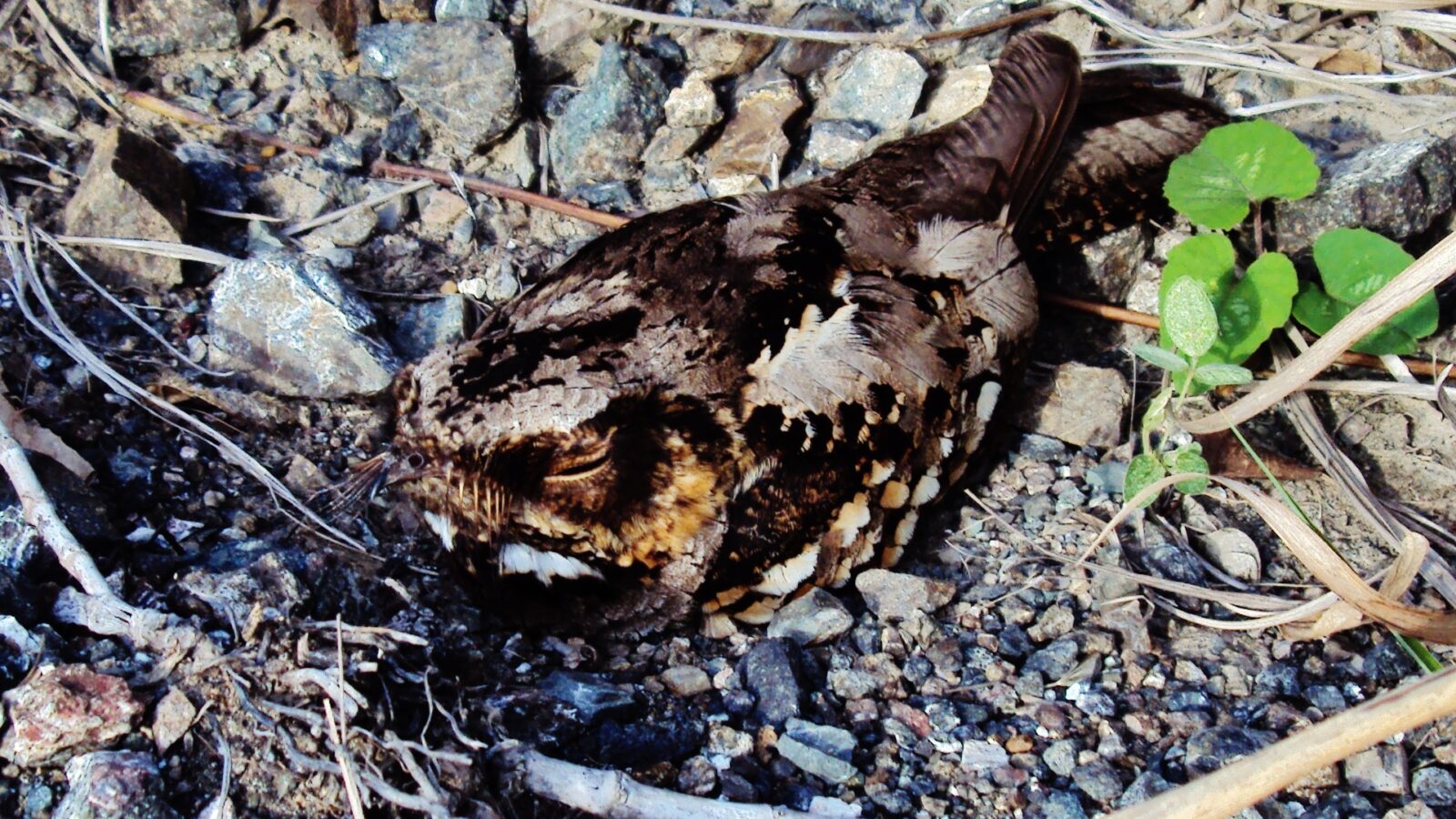 Philippine Nightjar