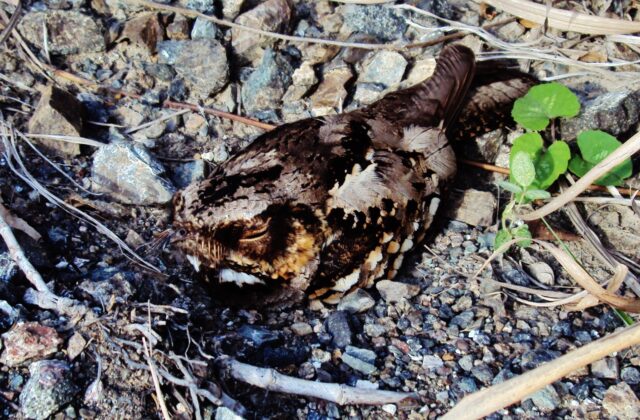 Philippine Nightjar