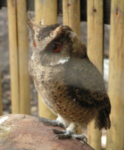 Everett’s Scops Owl