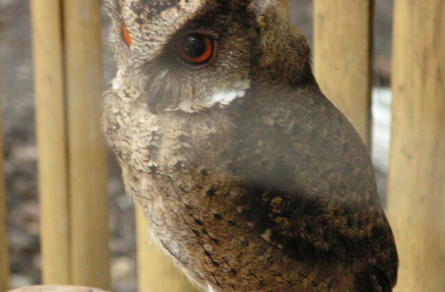 Everett’s Scops Owl