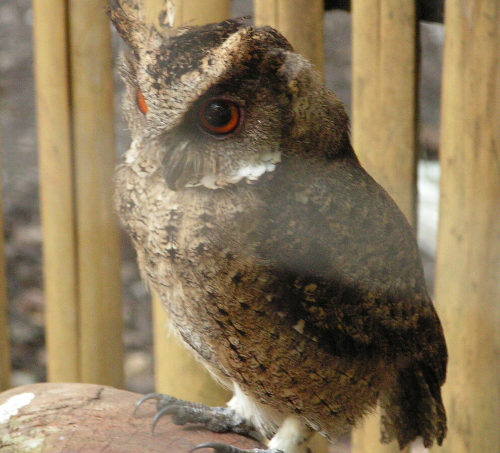 Everett’s Scops Owl