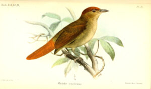 Chestnut-crowned Foliage-gleaner