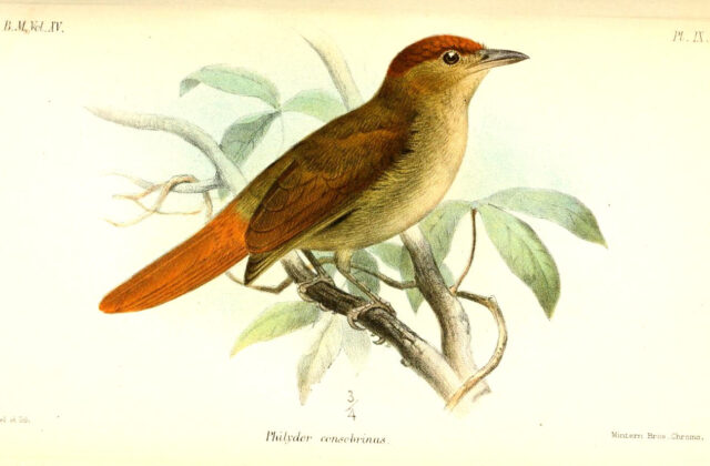 Chestnut-crowned Foliage-gleaner