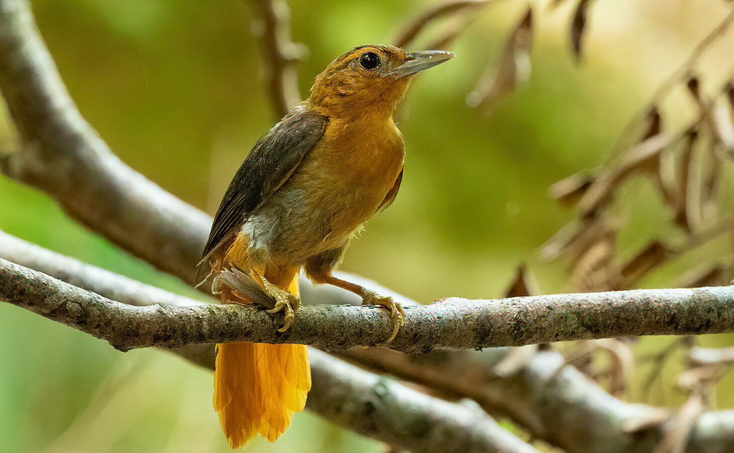 Cinnamon-rumped Foliage-gleaner