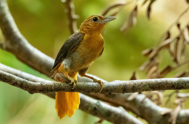 Cinnamon-rumped Foliage-gleaner