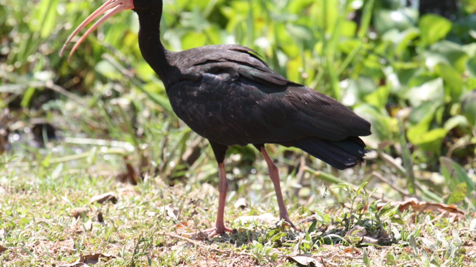 Bare-faced Ibis