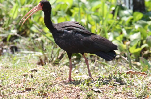 Bare-faced Ibis