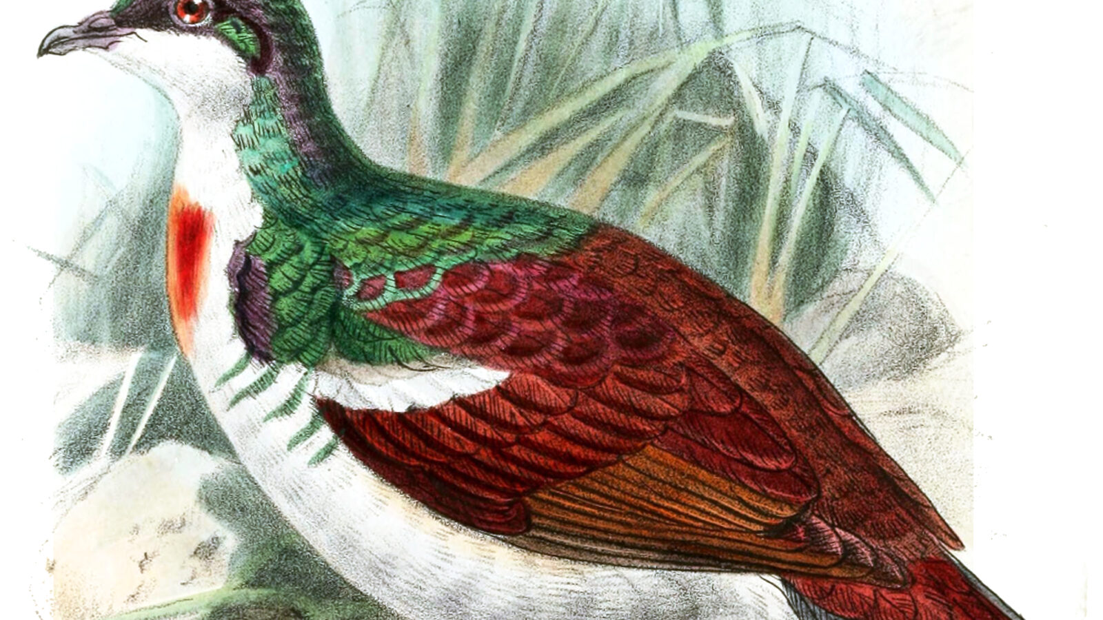 Negros Bleeding-heart