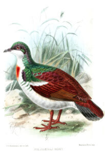 Negros Bleeding-heart