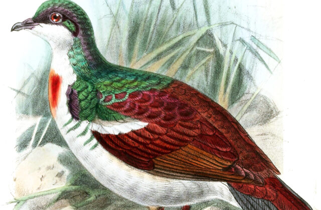 Negros Bleeding-heart