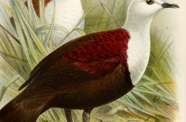 Polynesian Ground Dove