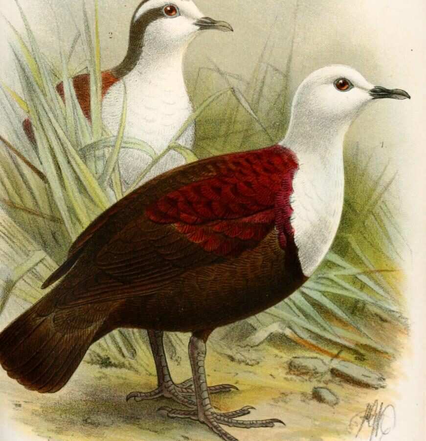 Polynesian Ground Dove