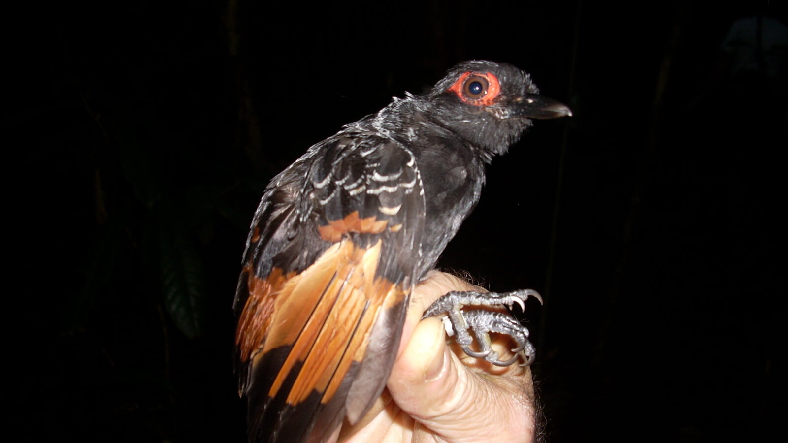Reddish-winged Bare-eye