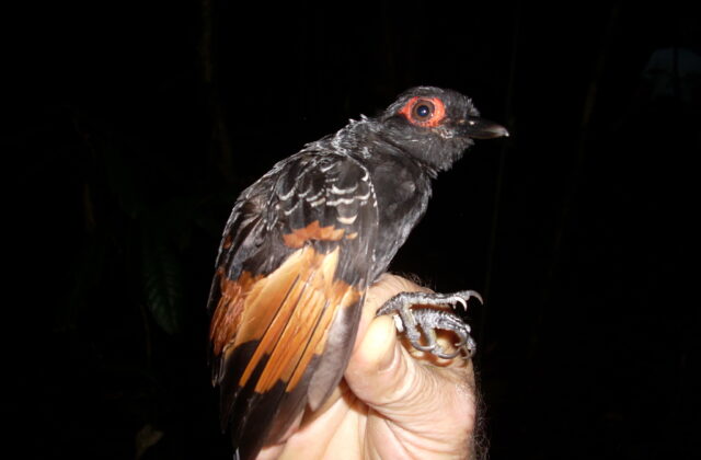 Reddish-winged Bare-eye