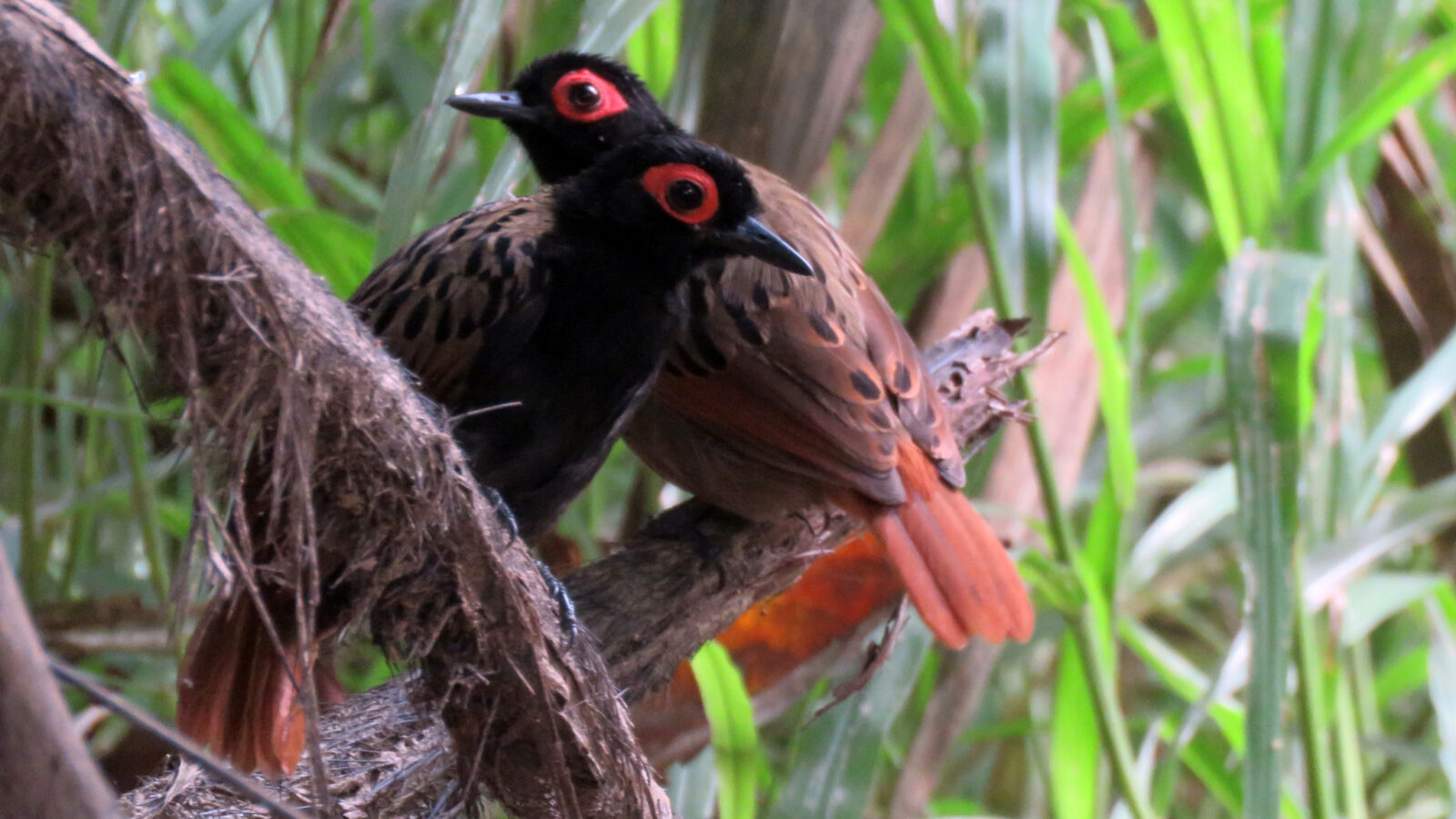 Black-spotted Bare-eye