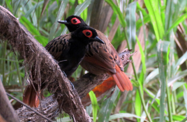 Black-spotted Bare-eye