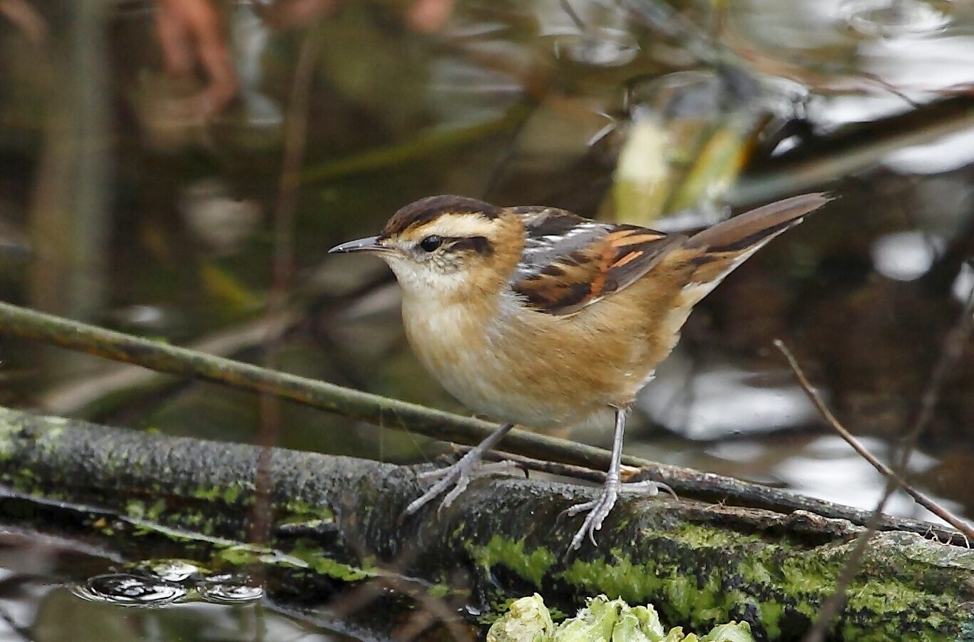Wren-like Rushbird
