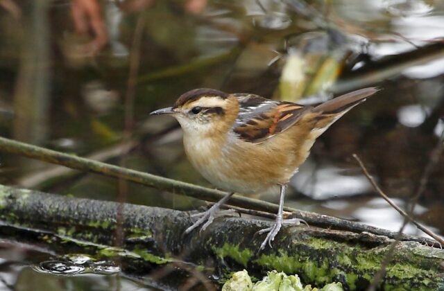 Wren-like Rushbird