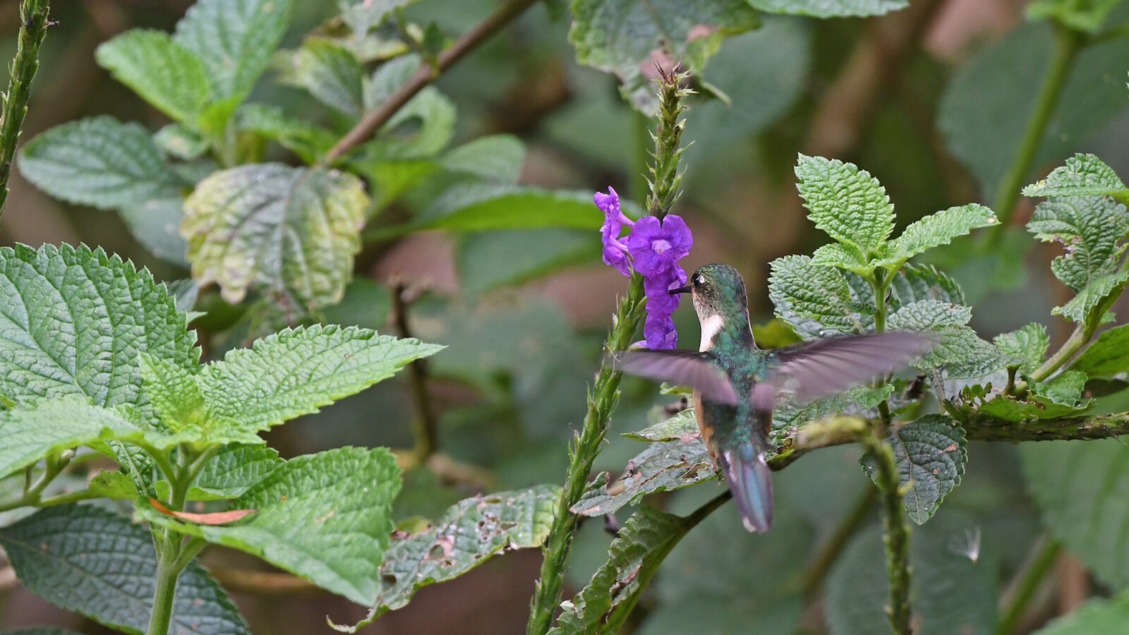 Peruvian Piedtail