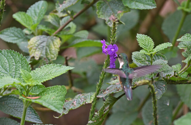 Peruvian Piedtail
