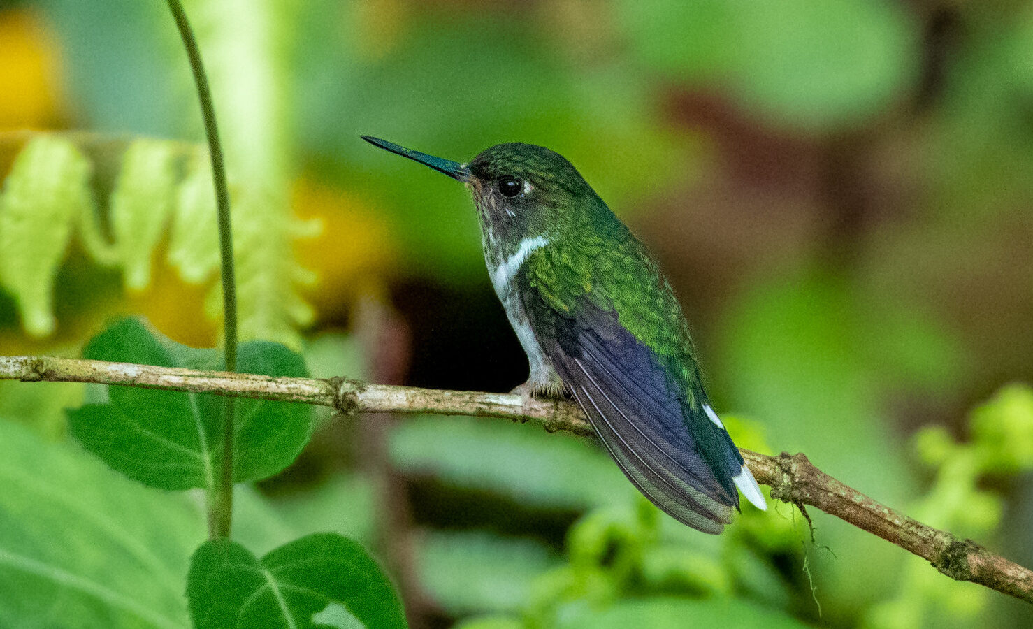 Ecuadorian Piedtail