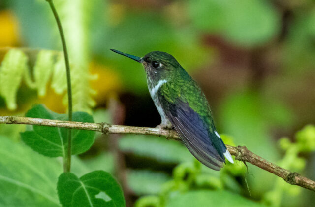 Ecuadorian Piedtail