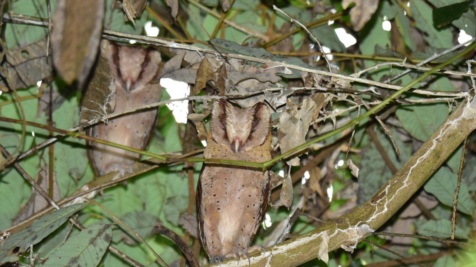 Sri Lanka Bay Owl