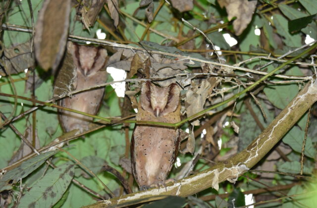 Sri Lanka Bay Owl