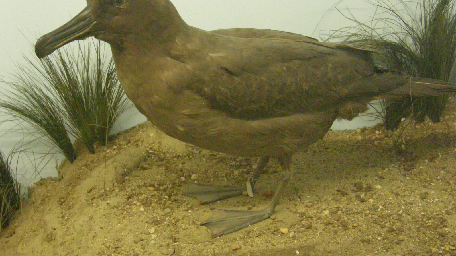 Sooty Albatross