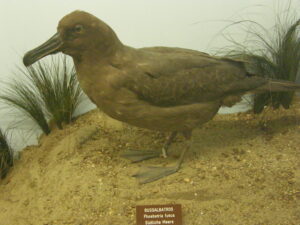 Sooty Albatross