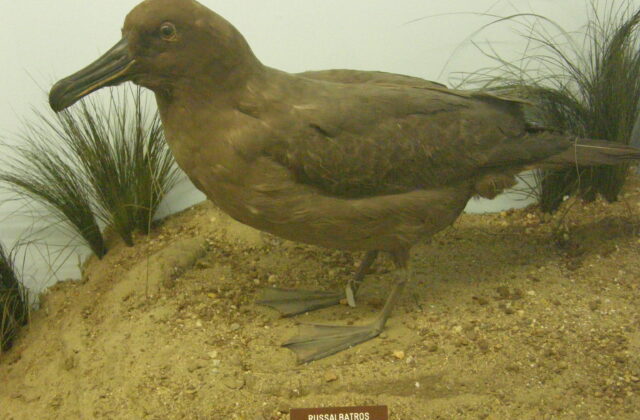 Sooty Albatross