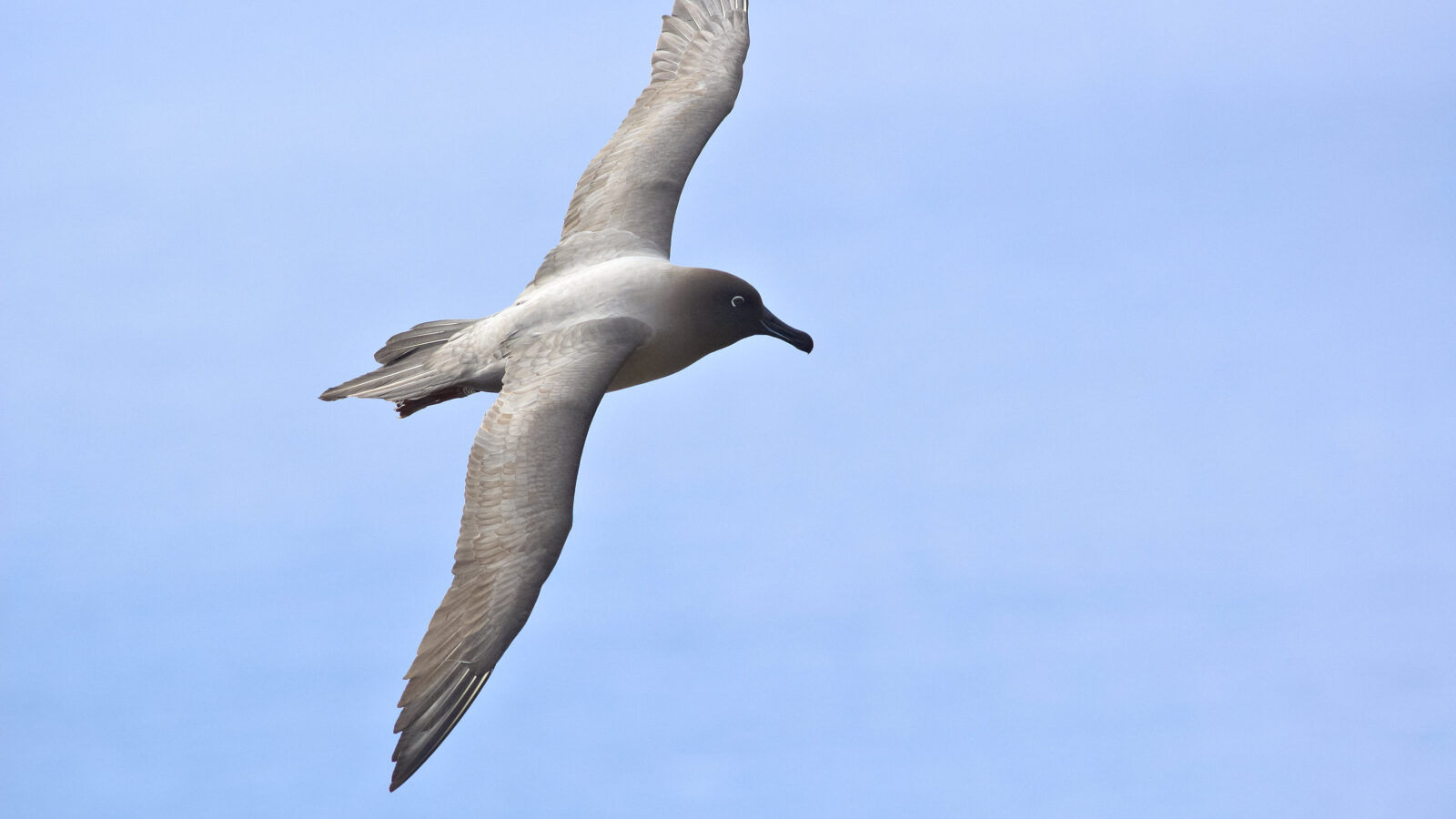 Light-mantled Albatross
