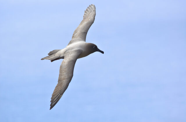Light-mantled Albatross