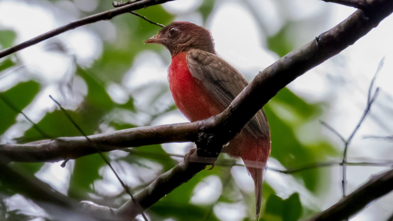 Black-necked Red Cotinga
