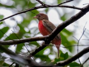 Black-necked Red Cotinga