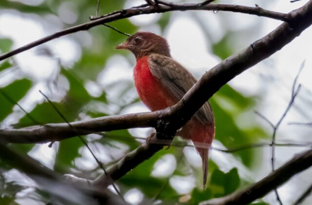 Black-necked Red Cotinga