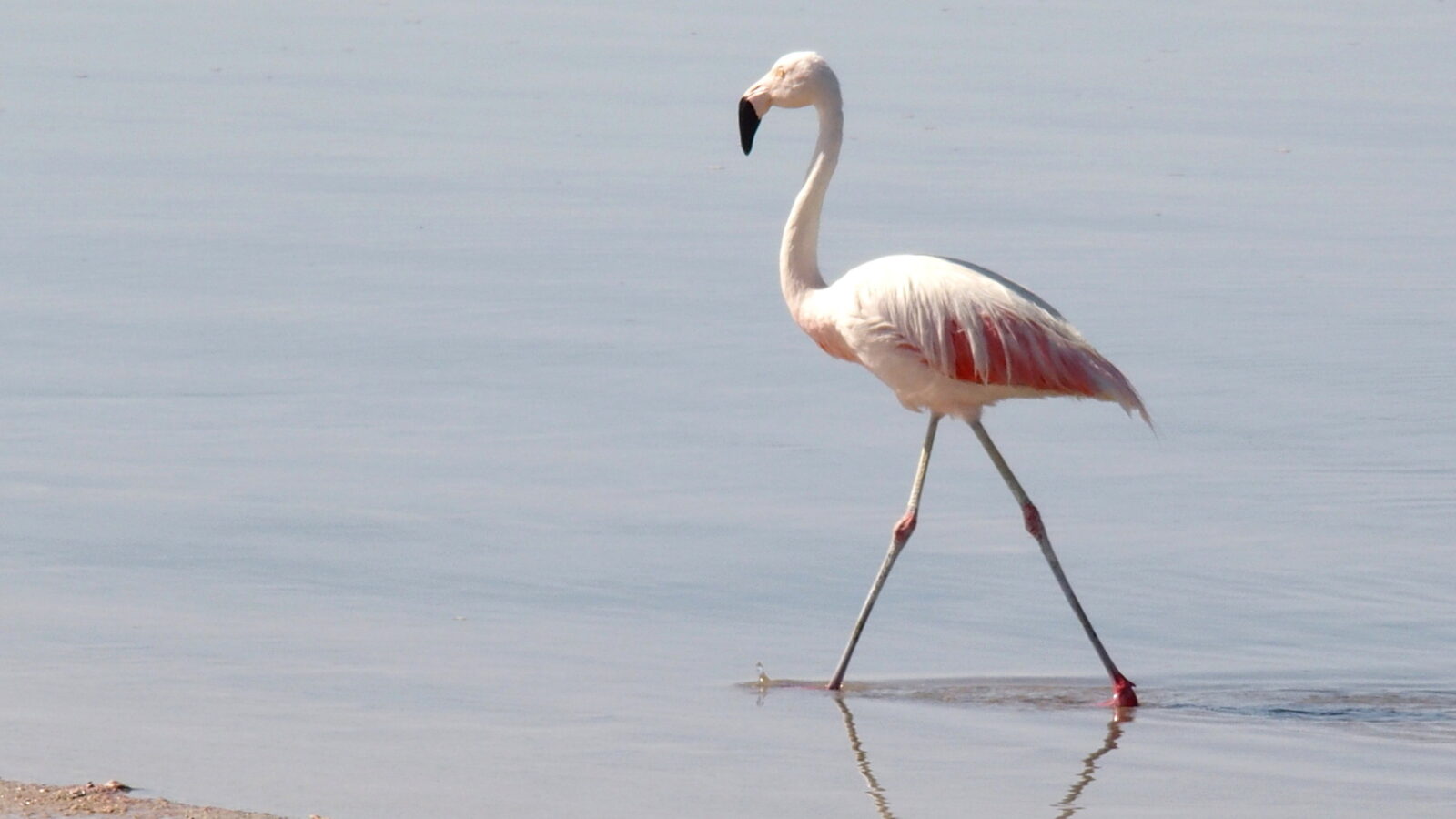 Chilean Flamingo