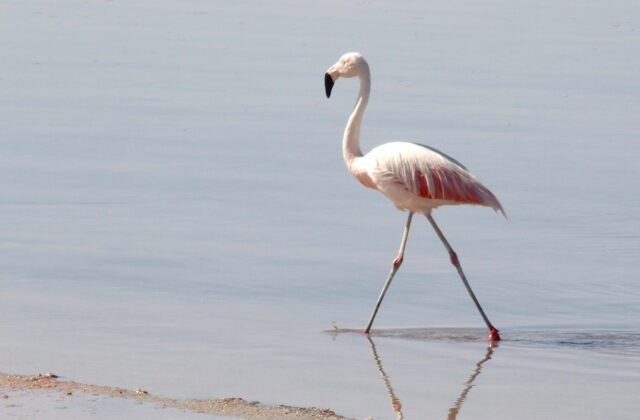 Chilean Flamingo