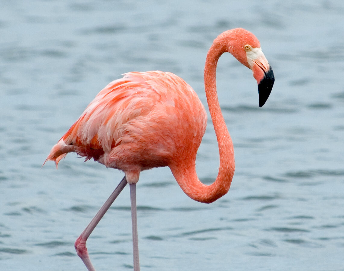 American Flamingo