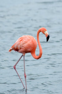 American Flamingo