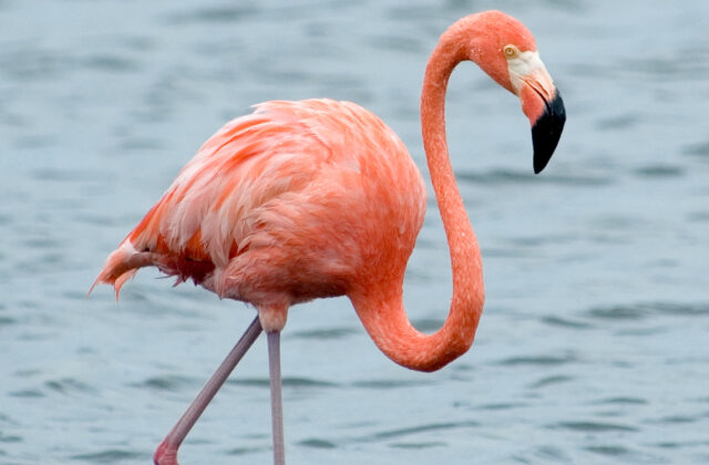 American Flamingo