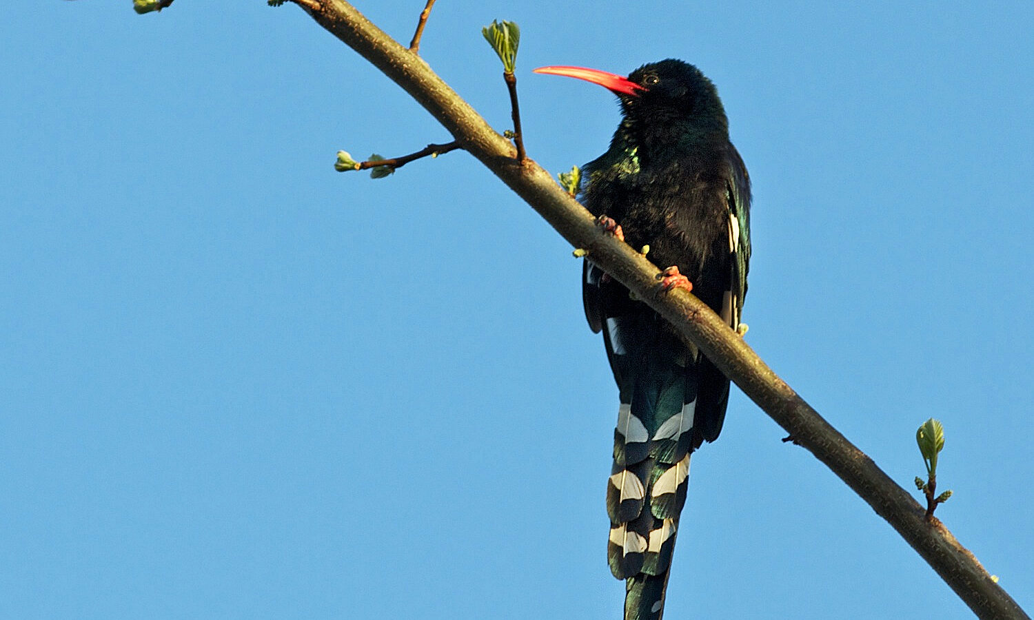 Green Wood Hoopoe