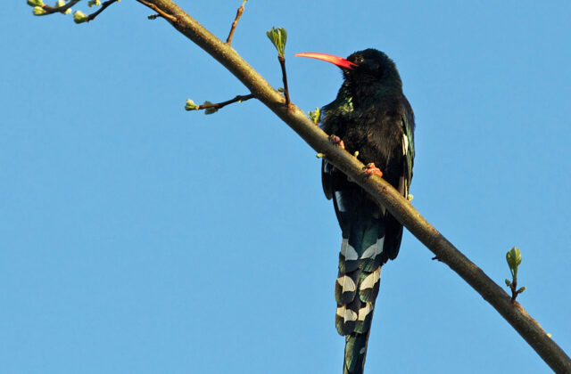 Green Wood Hoopoe