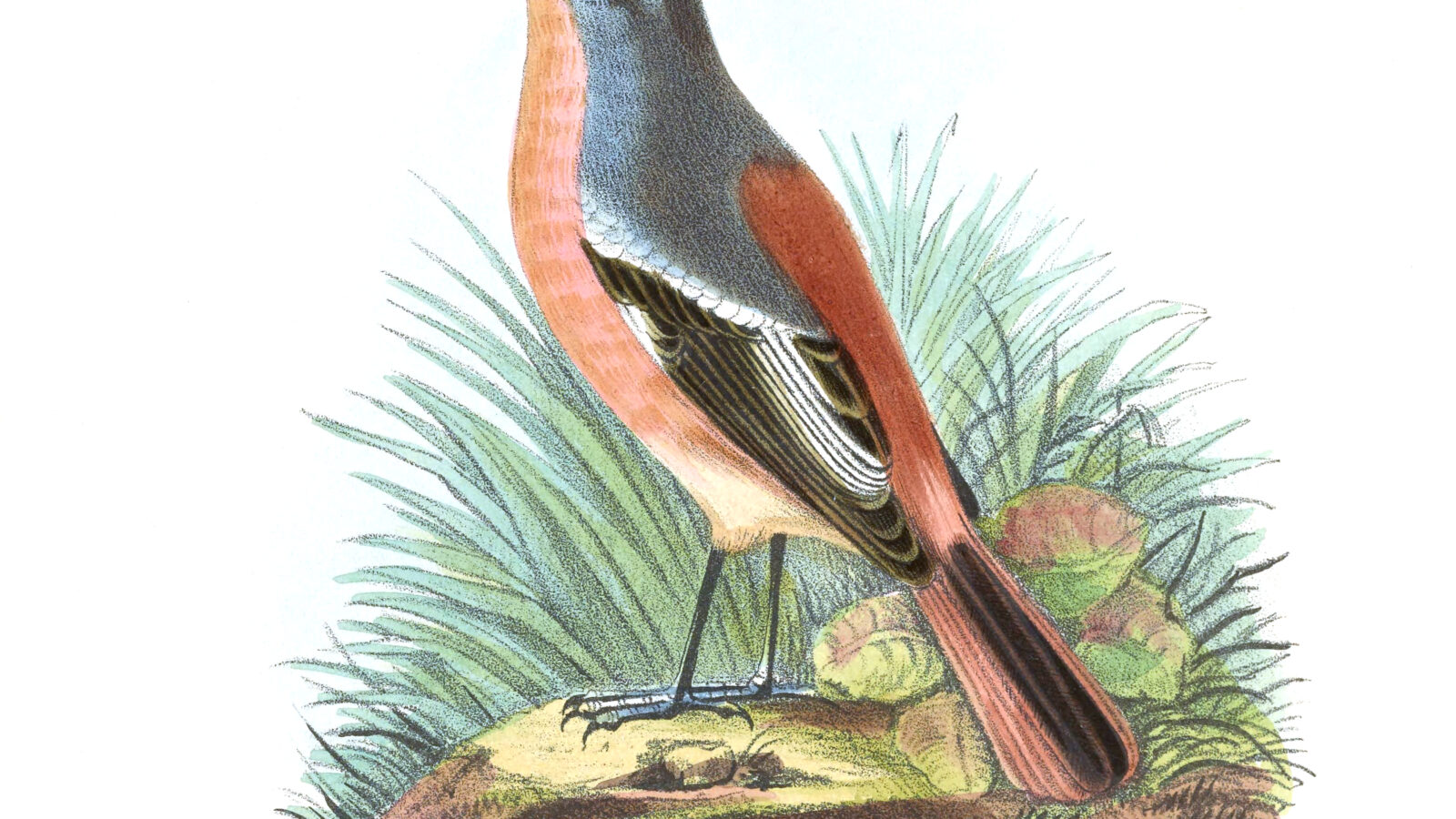 Przevalski’s Redstart