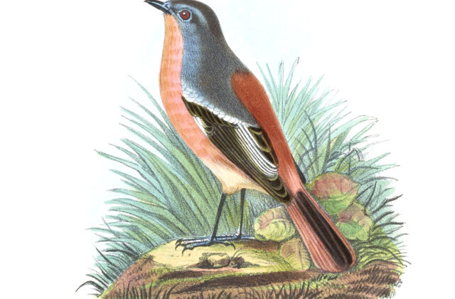 Przevalski’s Redstart