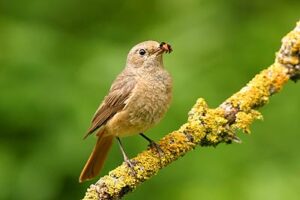 Common Redstart