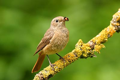 Common Redstart