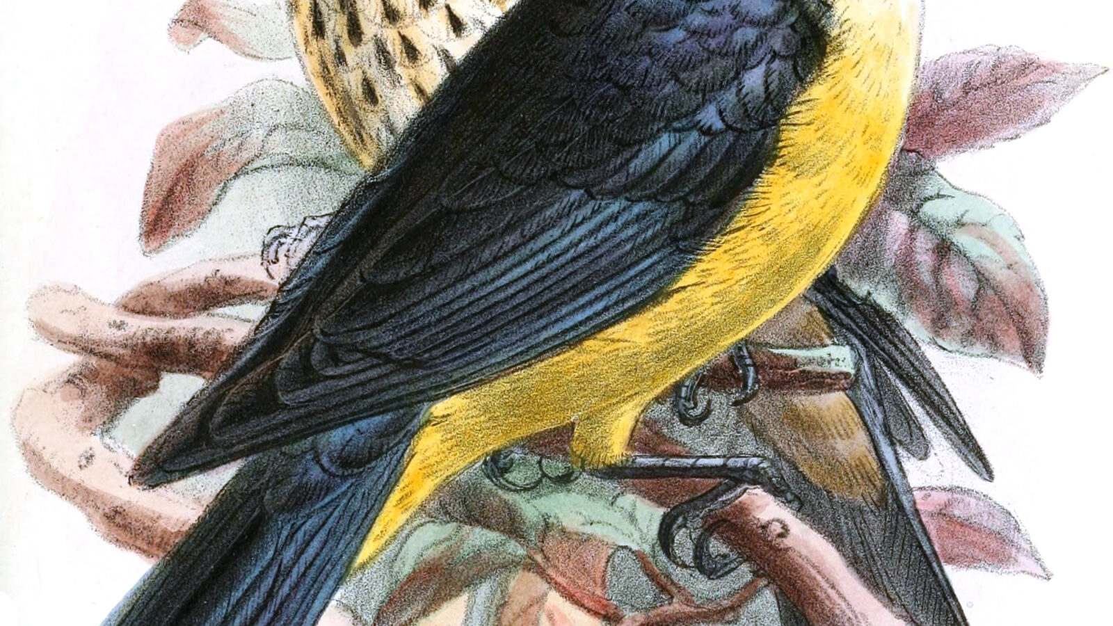 Sharpe’s Starling