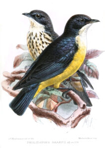 Sharpe’s Starling